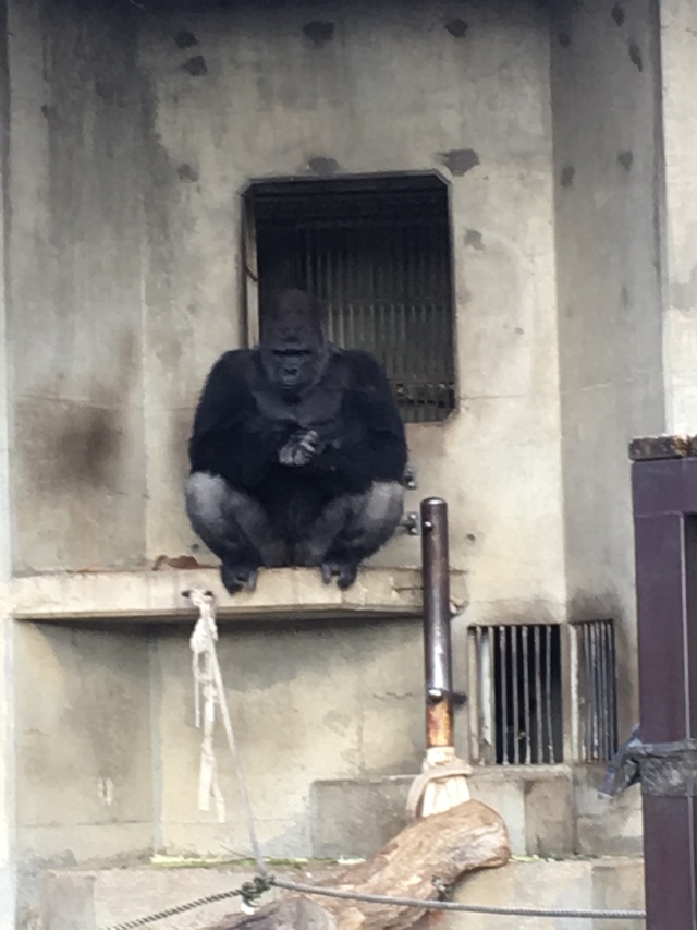 東山動物園