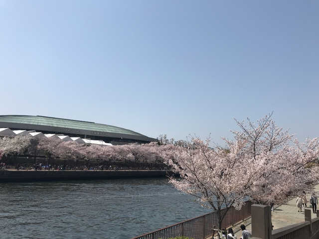さくらを見ながら