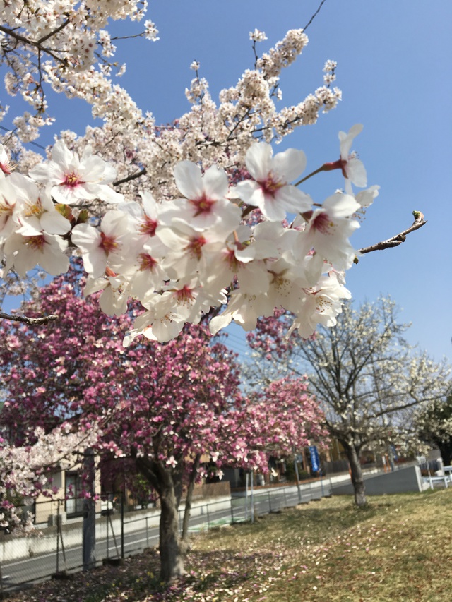 お花見
